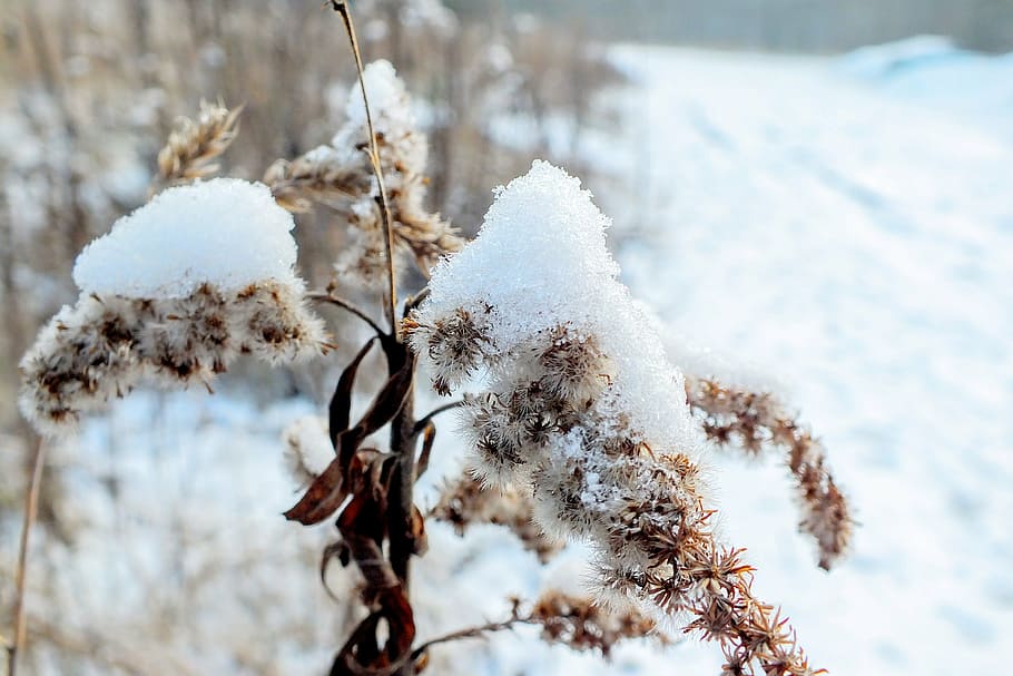 bronze, plants, winter, snow, nature, landscape, ice, scenery HD wallpaper