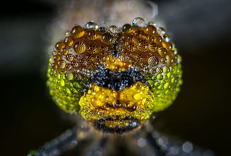 micro photography of inscent, nature, insect, dragonfly, drops HD wallpaper