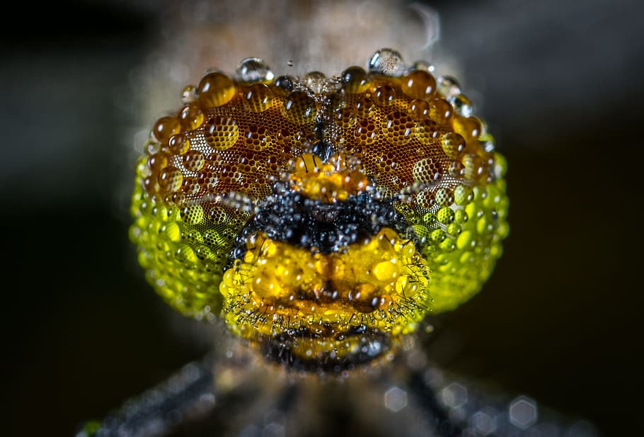 micro photography of inscent, nature, insect, dragonfly, drops HD wallpaper