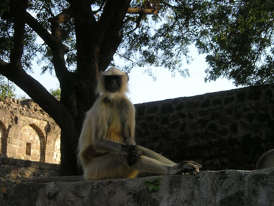 india, monkey, wild, nature, animal, mammal, wildlife, asia HD wallpaper