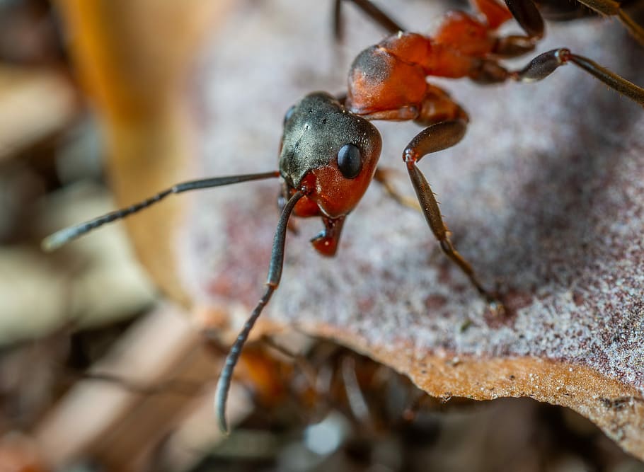 insect, macro, close-up, animal themes, animal wildlife, no people HD wallpaper