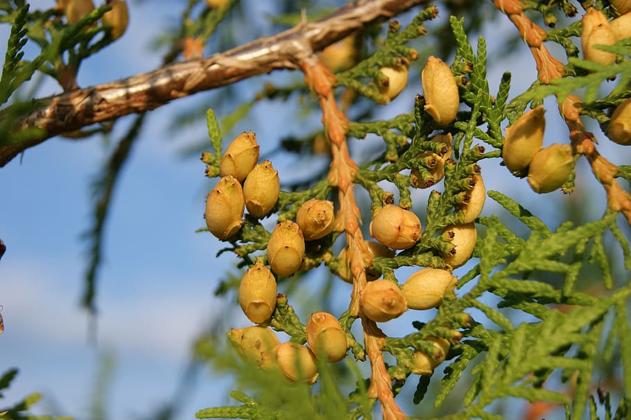 fruit, thuja, nature, summer, food, tree, leaf, agriculture HD wallpaper