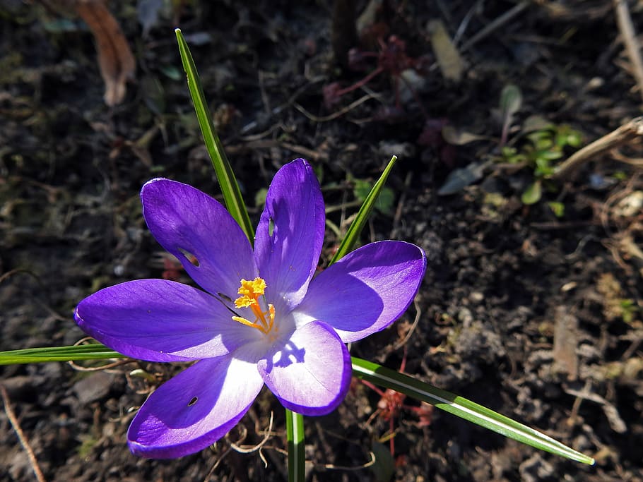 crocus, spring flower, purple, early bloomer, blossom, close, HD wallpaper