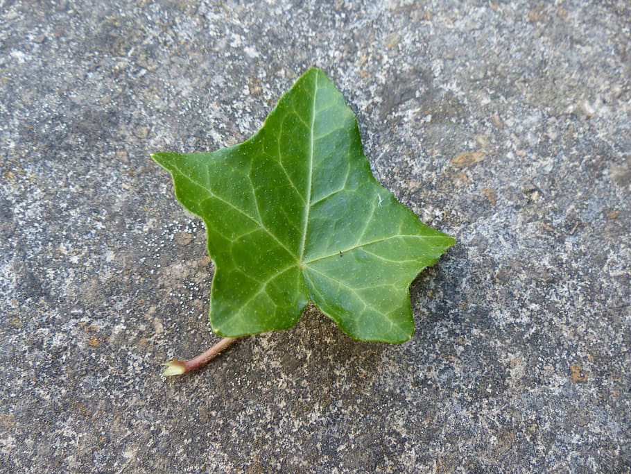 Ivy, Leaf, Still Life, ivy leaf, green, common ivy, hedera helix HD wallpaper