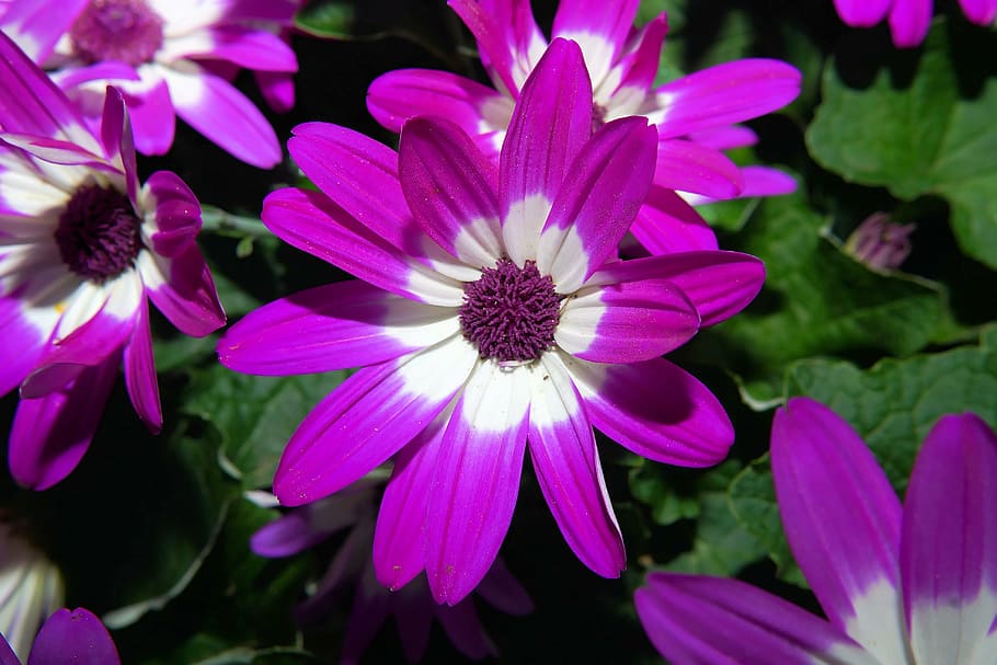 flowers, spring, bloom, flora, close, purple, colorful, spring flower HD wallpaper