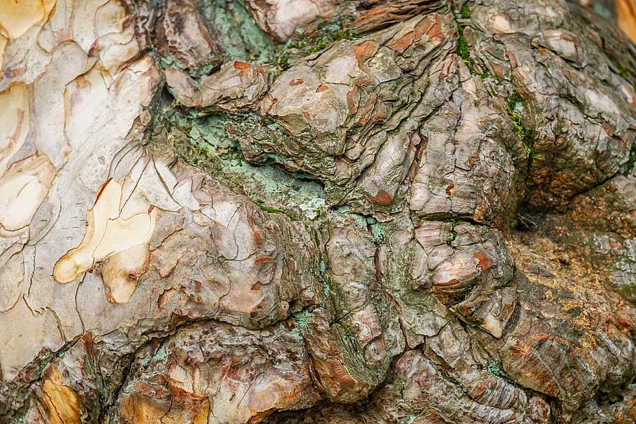 brown and green wood scar, black pine, bark, wooden structure HD wallpaper