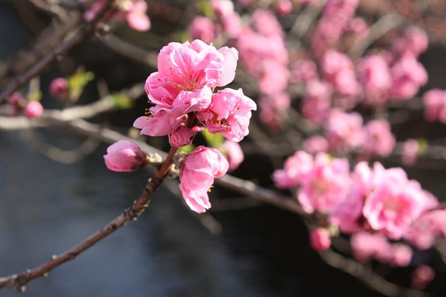 peach blossoms, waterfront 花桃, flower, flowering plant, HD wallpaper