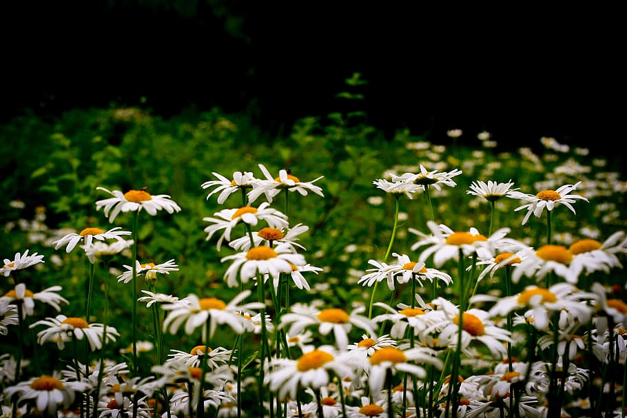 nature, field, flowers, summer, beautiful, bloom, blooming, blossom HD wallpaper