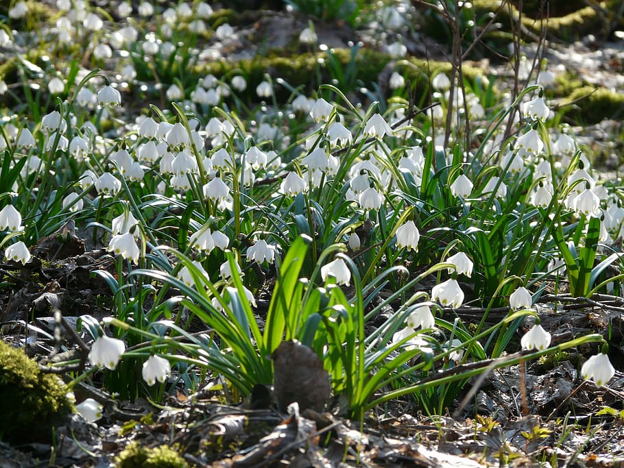 snowflake, spring flower, blossom, bloom, forest, white, nature HD wallpaper