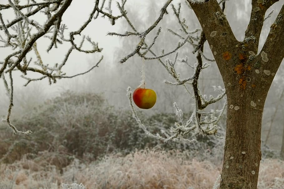 green and red apple, winter, frost, wintry, ice, winter magic HD wallpaper