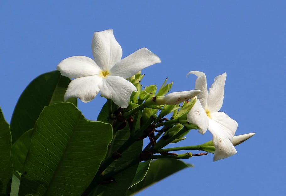 flower, white, sea mango, madagascar ordeal bean, odollam tree, HD wallpaper