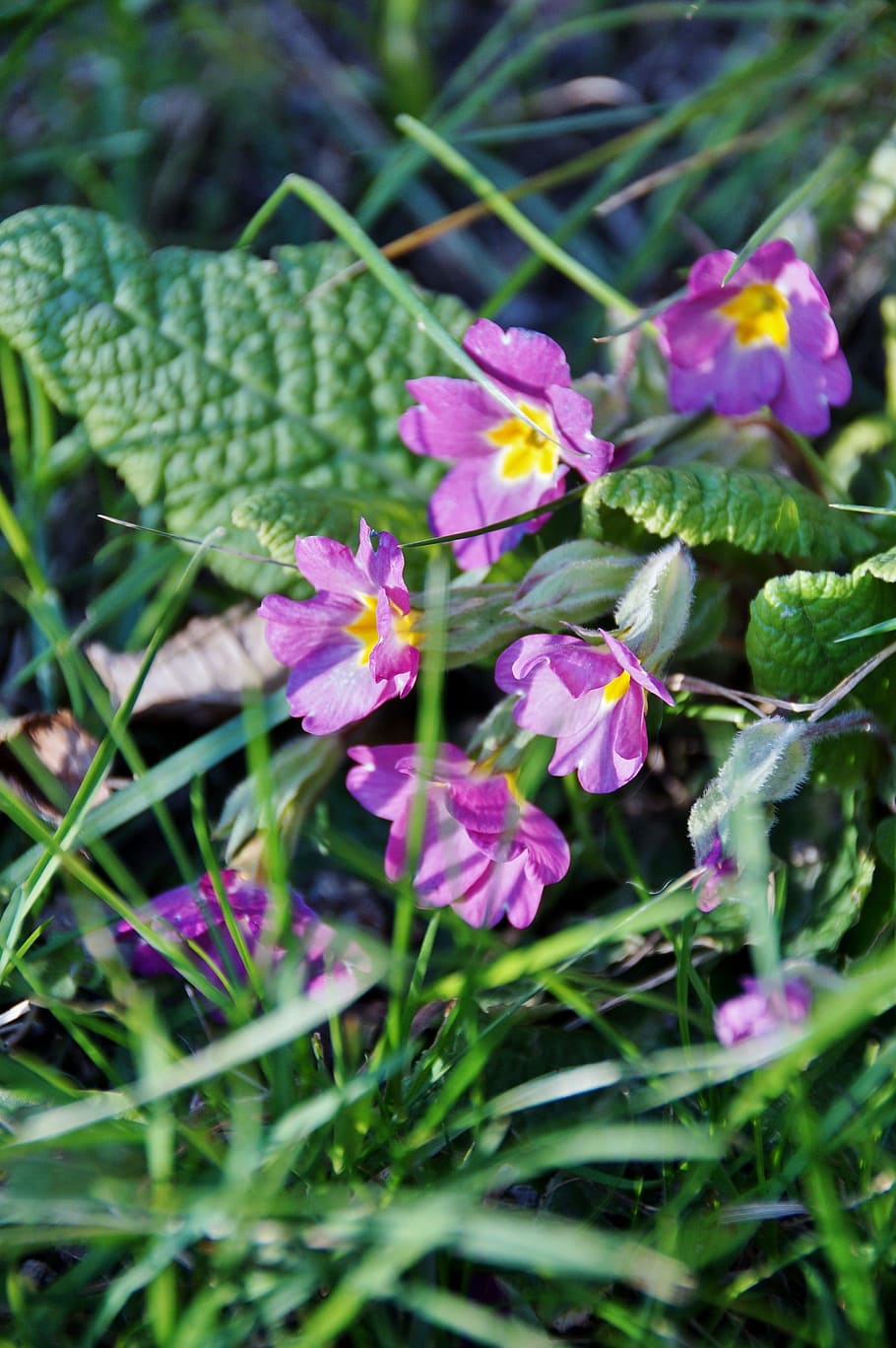 Primrose, Spring, Garden, Purple, flower, green color, growth HD wallpaper