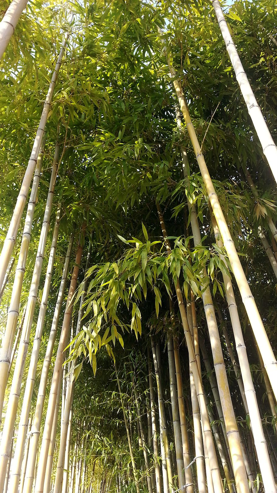 nature, bamboo, forest, bamboo forest, plants, growth, tree HD wallpaper