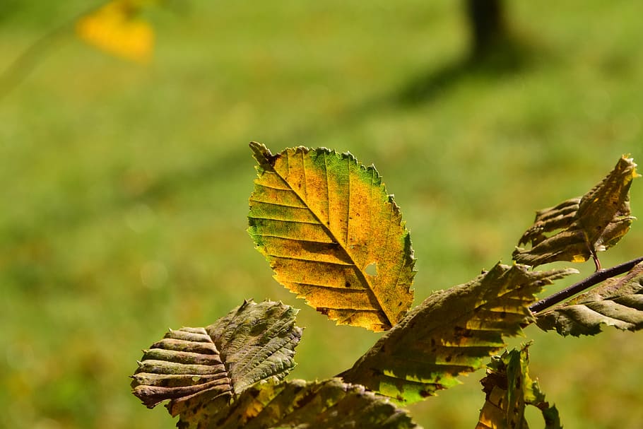 leaves, autumn, fall foliage, back light, tree, leaf, beech HD wallpaper