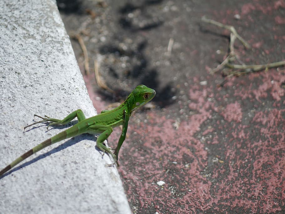 Iguana, Green, Lizard, Reptile, kaltblut, iguana iguana, animal HD wallpaper