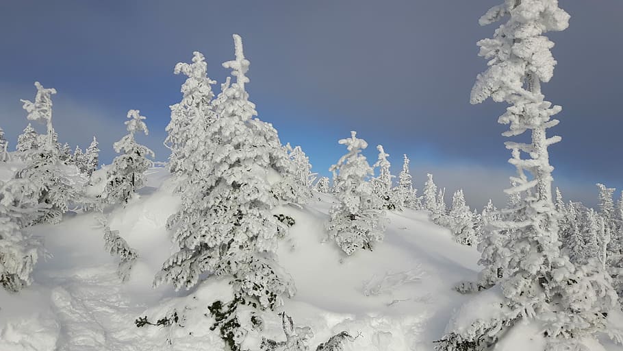 Looks like powder sugar, trees coated with snow, winter, landscape HD wallpaper