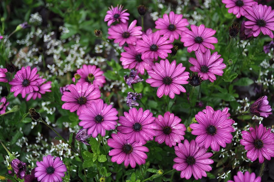 wild flower, daisy, spring, flowering plant, freshness, petal HD wallpaper