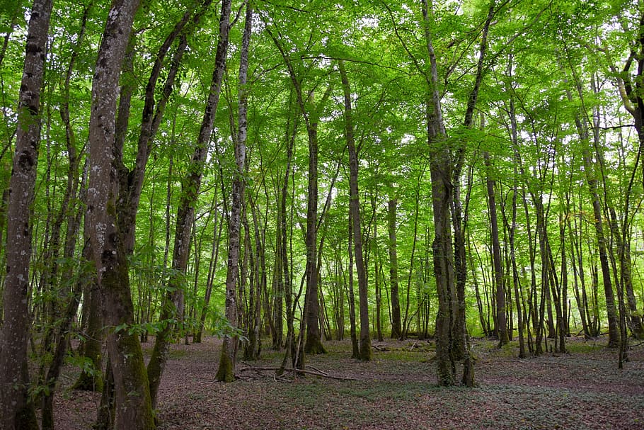 green rain forest, background, structure, trees, moss, nature HD wallpaper