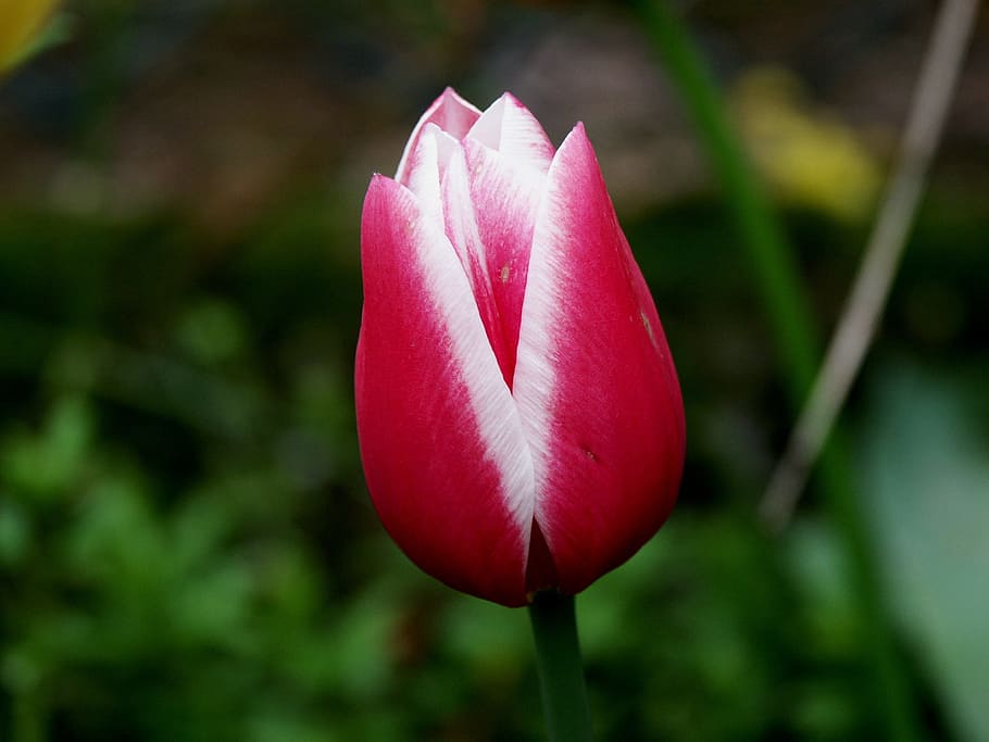 Tulip, Flowers, Spring, Nature, red, plant, springtime, flower Head HD wallpaper