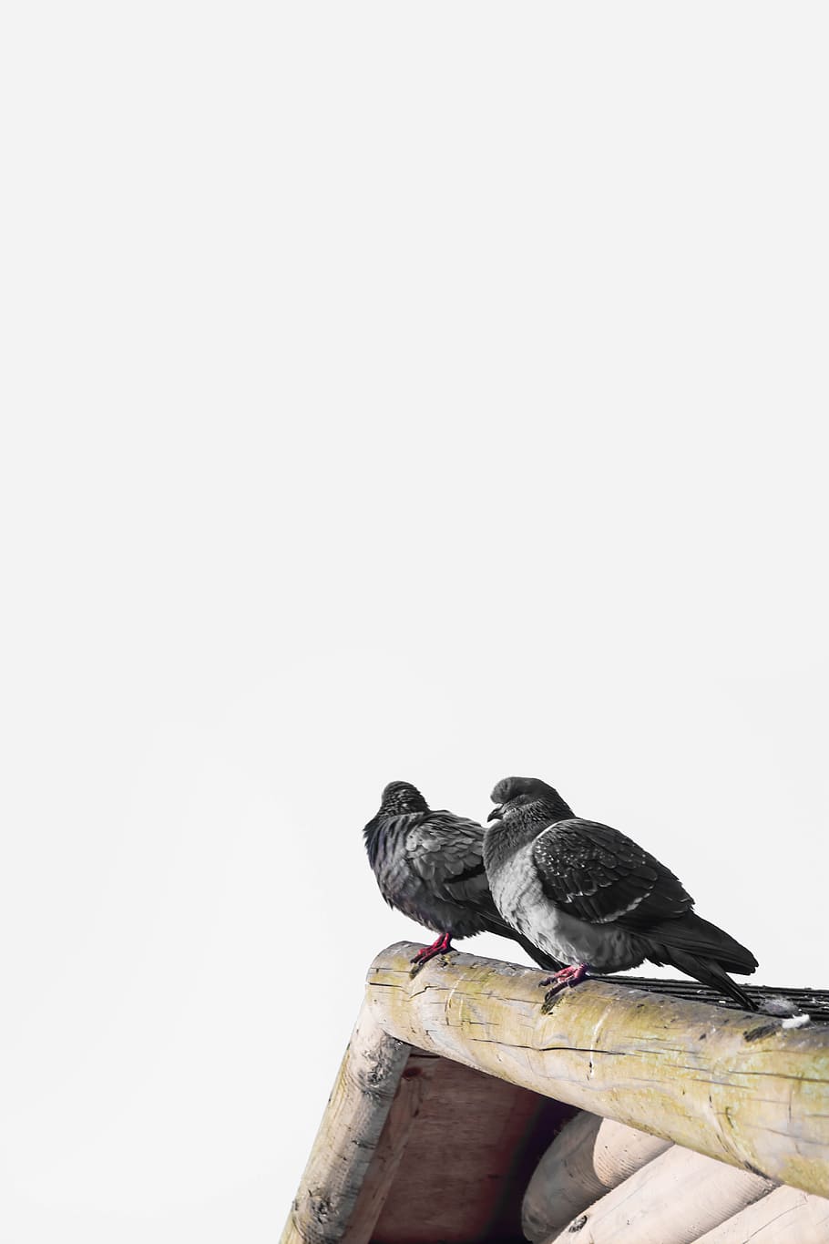 bird, beak, feather, animal, fly, vertebrate, animal themes HD wallpaper