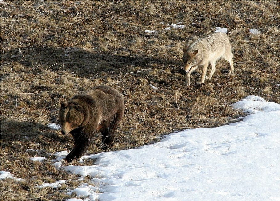 gray wolf following brown grizzly bear, predator, natural, wildlife HD wallpaper
