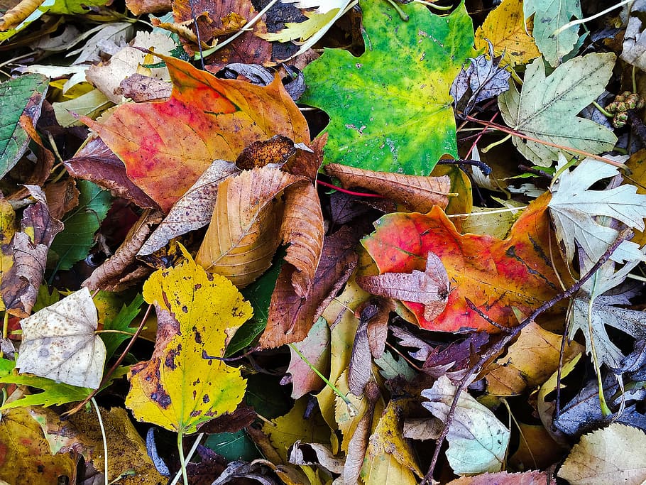 autumn, leaves, fall foliage, leaf, plant part, change, dry HD wallpaper