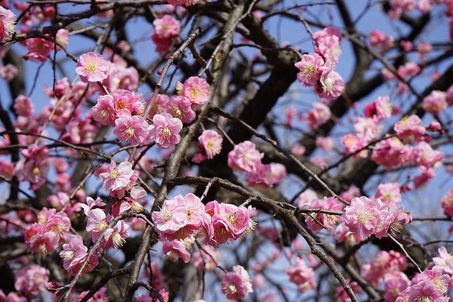 Pink, Plum, Flowers, cherry blossom, fragility, springtime HD wallpaper