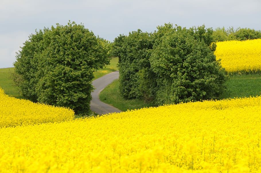 photo of yellow green grass with green tall trees, field of rapeseeds