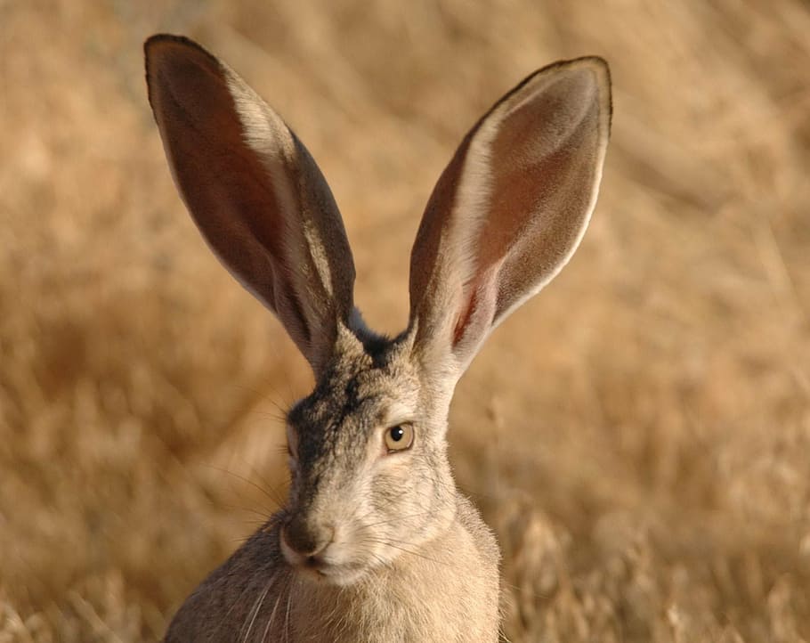 photo of long-eared rabbit, californicus, lepus, jackrabbit HD wallpaper