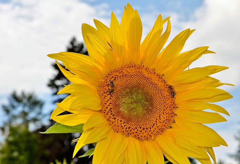 Sun Flower, Flower, Flower, Bees, Pollen, yellow flower, bloom HD wallpaper