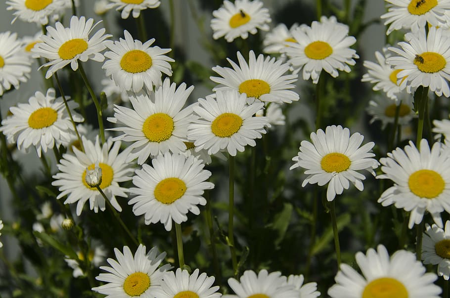 chamomile, daisy, flowers, white, bloom, closeup, day, petal HD wallpaper