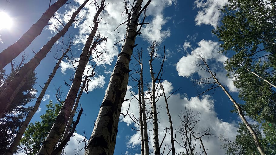 trees, aspen, sky, dead trees, forest, blue sky, plant, low angle view HD wallpaper