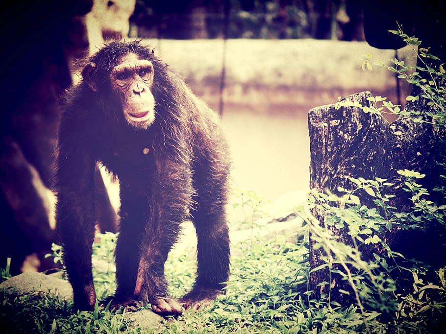 animal, monkey, chimp, relaxing, ape, trees, africa, fingers HD wallpaper