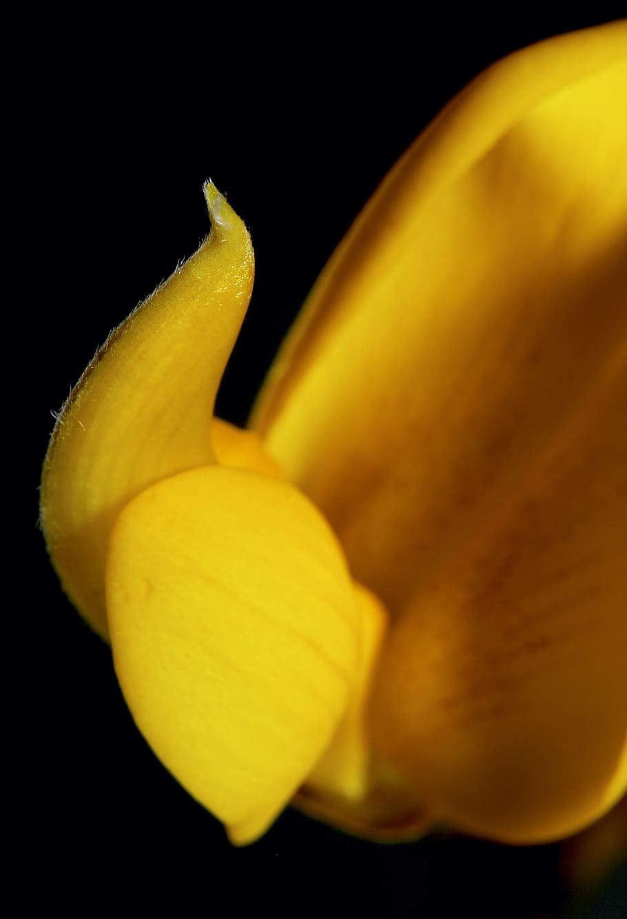 flower, still life, flora, bloom, freshness, yellow, close-up HD wallpaper