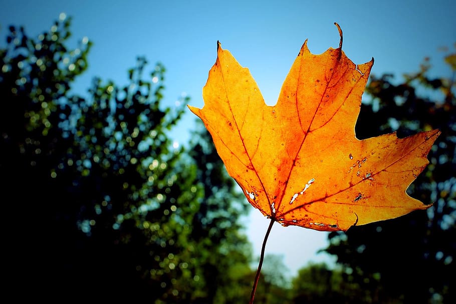 leaf, fall, colour, orange, blue, sunlight, nature, foliage HD wallpaper