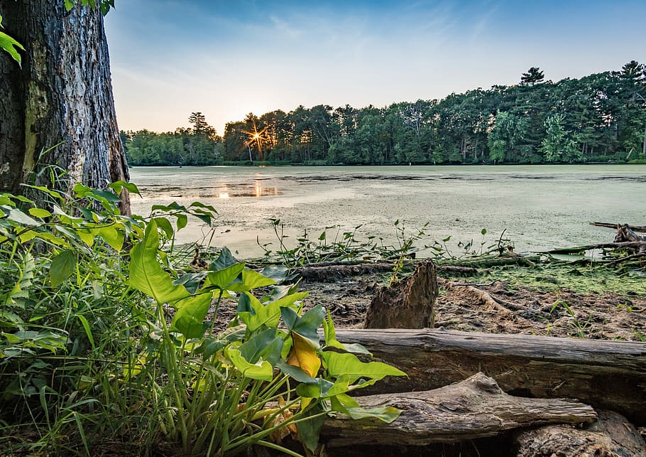 Mine Falls Sunset, tree beside plant, plants, lake, green, blue HD wallpaper