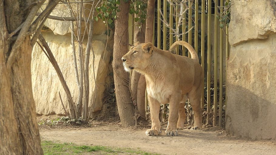 lioness, the prague zoo, panthera leo persica, lion indian