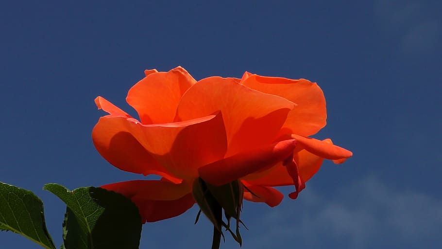 rose, orange, blossom, bloom, flower, orange rose, rose blooms HD wallpaper