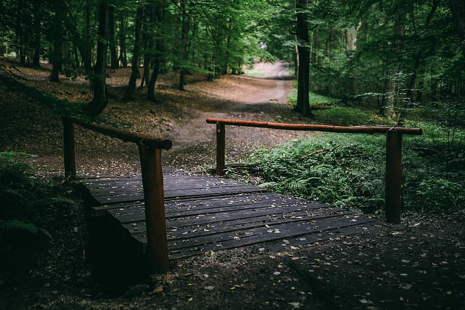 A walk through the forest, green, grass, leaves, trees, park HD wallpaper
