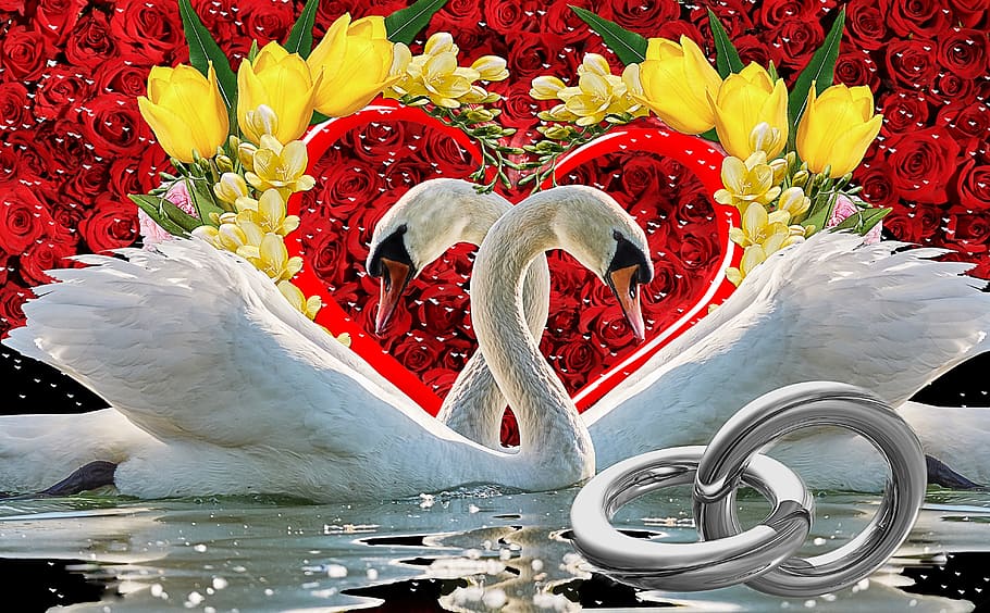 photo of two white swans with red rose flower background, love