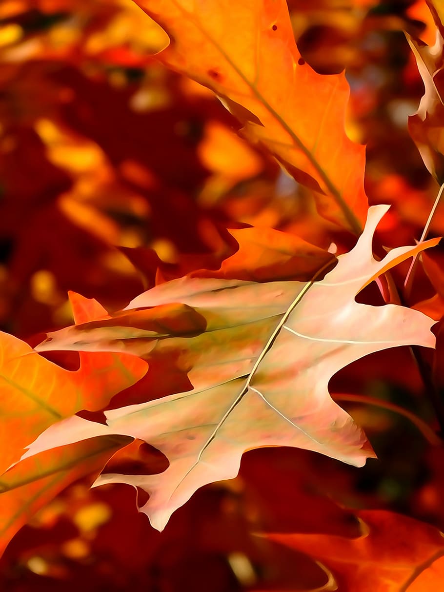 leaf, autumn, the decrease in, orange, nature, beauty in nature, HD wallpaper