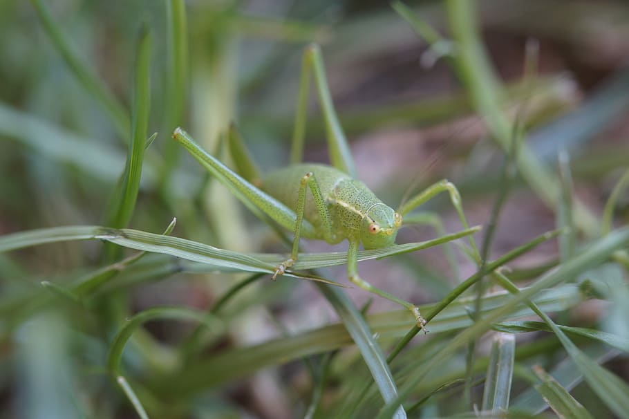 grasshopper, macro, camouflage, disguised, camouflage paint HD wallpaper