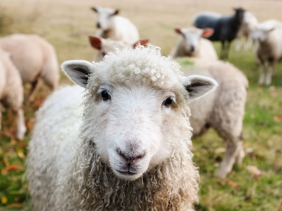 white sheep, ireland, lambs, livestock, animals, closeup, cute, HD wallpaper