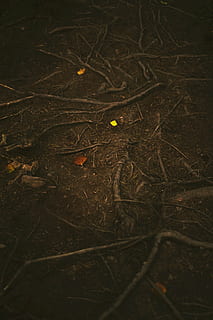 brown tree roots on ground with soil at daytime, forest, plant HD wallpaper