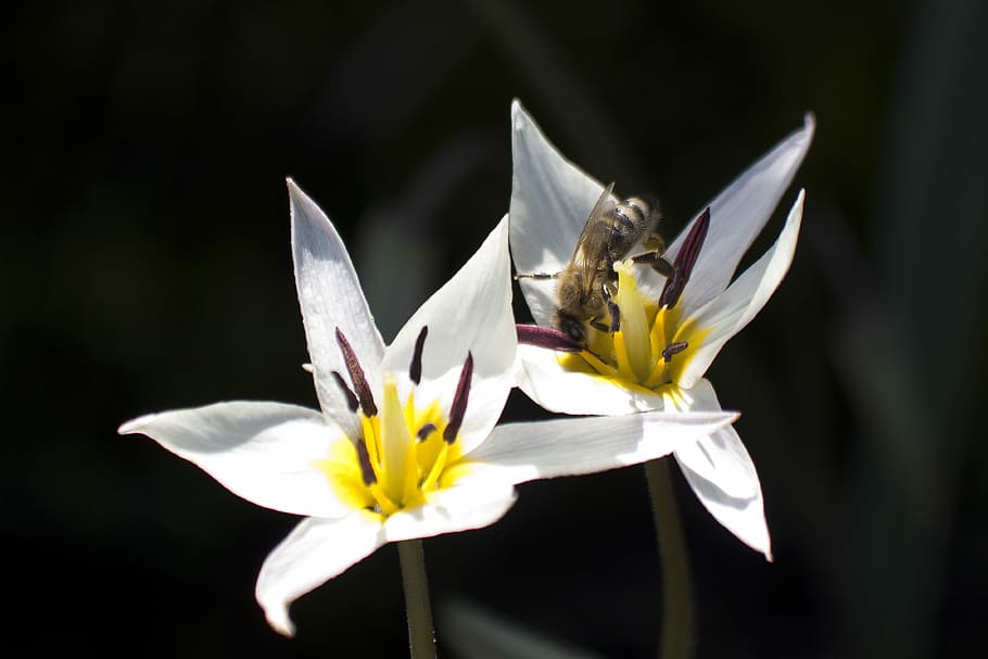 Tulip, White, Bee, Stamp, Stamens, lily family, spring, nature HD wallpaper