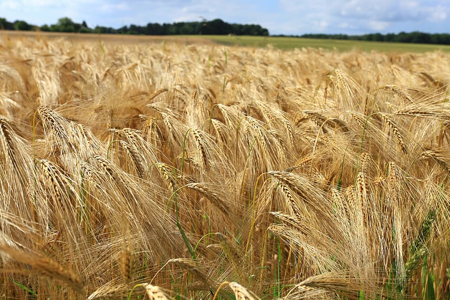 wheat, fields, cornfield, landscape, agriculture, crop, rural scene HD wallpaper