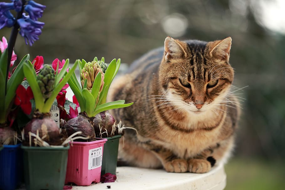 shallow focus photography of brown tabby cat, Hyacinths, Plantations HD wallpaper