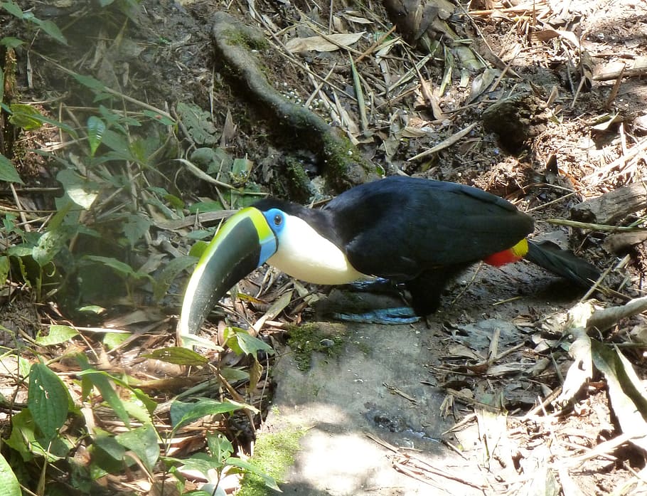 toucan, bird, bill, beak, colorful, exotic, animal themes, animal wildlife HD wallpaper