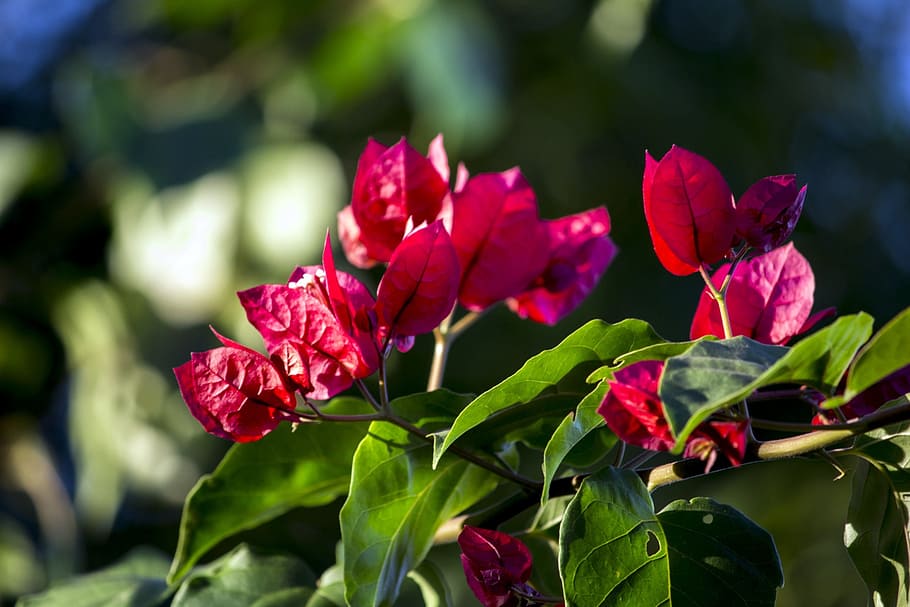 spring, flower, flowers, red flower, gardening, delicate flowers HD wallpaper