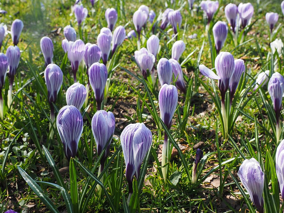 crocus, flower, spring, bühen, violet, purple, striped, colorful HD wallpaper